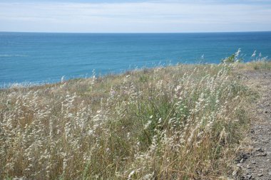 Karadeniz'de yaz manzarası