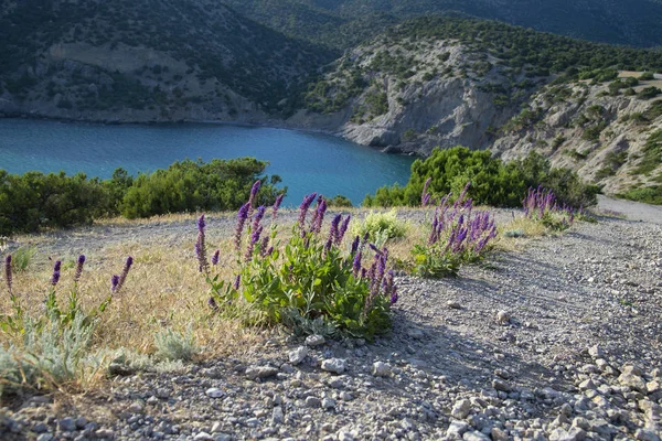 Península de Crimea, Novy Svet —  Fotos de Stock