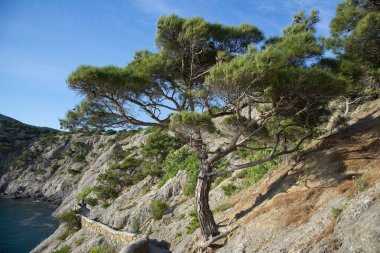 Golitsyn izi (Şahin izi), Kırım