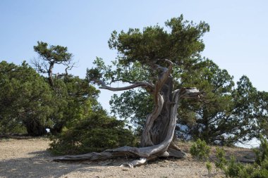 Karadeniz'in kayalık kıyısında ki kutsal ardıç, Kırım