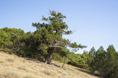 Ormandaki kin, Kırım