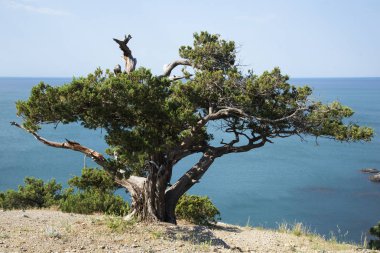 Karadeniz'in kayalık kıyısında ki kutsal ardıç, Kırım
