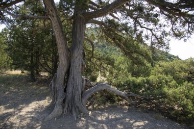 Ormanda Kutsal Ardıç, Kırım