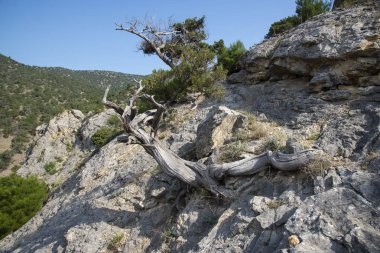 Karadeniz'in kayalık kıyısında ki kutsal ardıç, Kırım