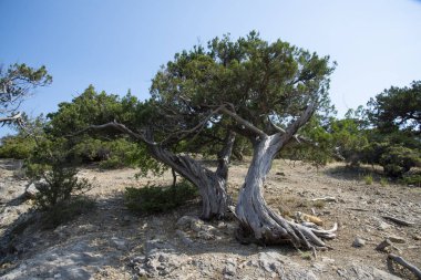 Karadeniz'in kayalık kıyısında ki kutsal ardıç, Kırım