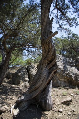 Karadeniz'in kayalık kıyısında ki kutsal ardıç, Kırım