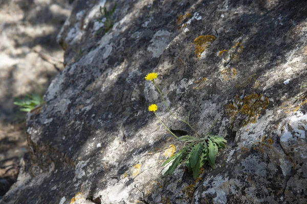 Gula blommor på klipporna, Krimhalvön — Stockfoto