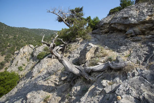 Reliquia de enebro en la costa rocosa del Mar Negro, Crimea —  Fotos de Stock