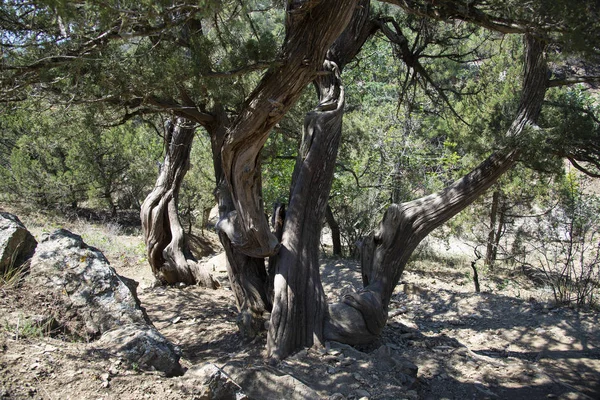 Relic juniper on the rocky shore of the Black Sea, Crimea — Stock Photo, Image