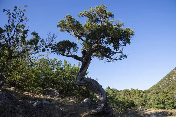 Relic juniper on the rocky shore of the Black Sea, Crimea — Stock Photo, Image