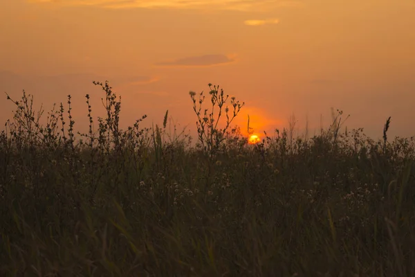 Prachtige zonsondergang over het veld — Stockfoto