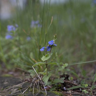 Myosotis arvensis veya alan unut-me-değil