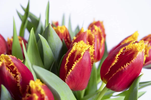 Kytici krásných červených tulipánů — Stock fotografie