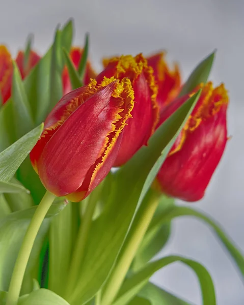 Kytici krásných červených tulipánů — Stock fotografie