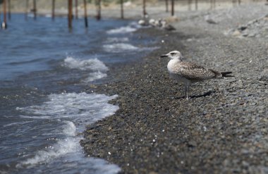 Deniz kıyısındaki martı