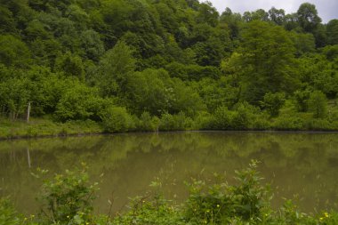 Yaz aylarında olduğu gibi güzel orman