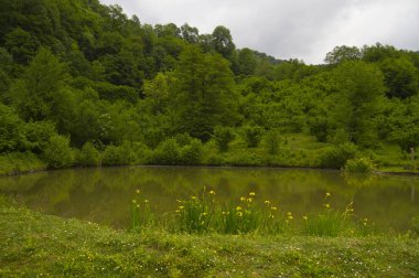 Yaz aylarında olduğu gibi güzel orman