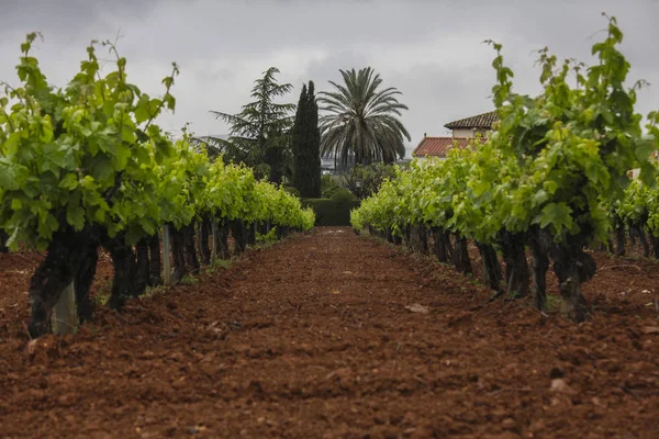 Paesaggio Con Vigneti Spagna — Foto Stock