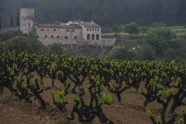 Landschaft mit Weinbergen, Spanien — Stockfoto