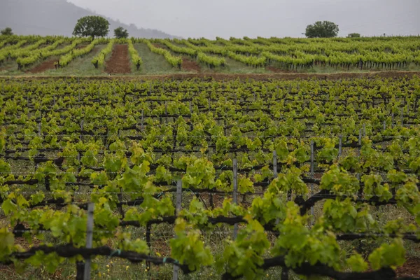 Пейзаж с виноградниками, Испания — стоковое фото