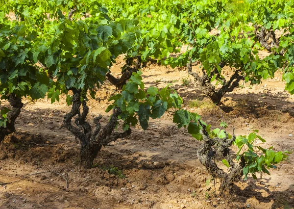 Landschap met wijngaarden, Spanje — Stockfoto