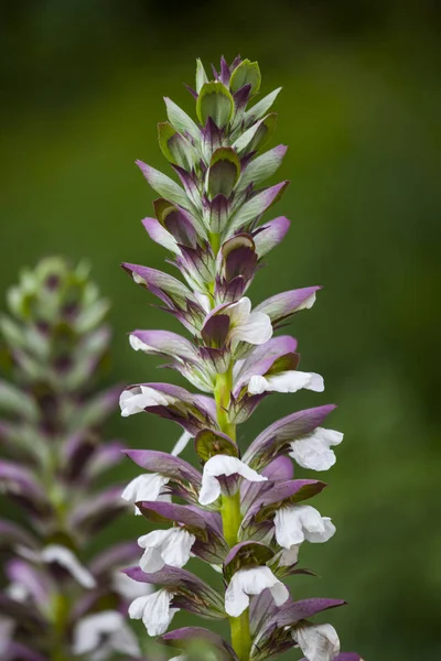 Acanthus spinosus flowers in summer time, Spain — Stock Photo, Image