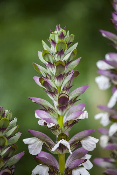 Acanthus spinosus flowers in summer time, Spain — Stock Photo, Image