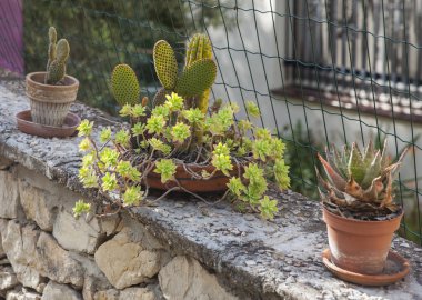 Kaktüsler evin yakınındaki çitte bir tencerede