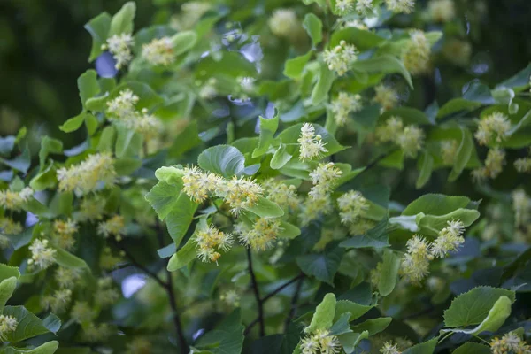 Tília florescente no verão — Fotografia de Stock