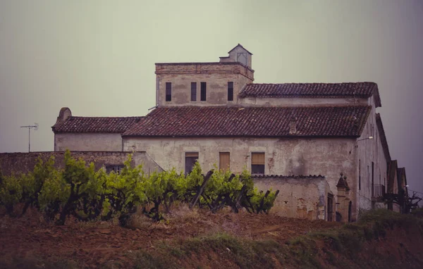 Paisagem com vinhas, Espanha — Fotografia de Stock