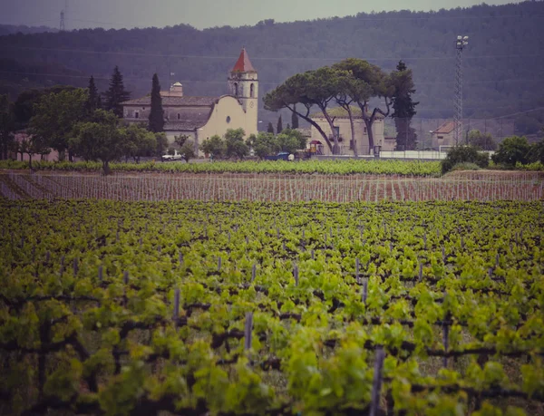 Landschaft mit Weinbergen, Spanien — Stockfoto