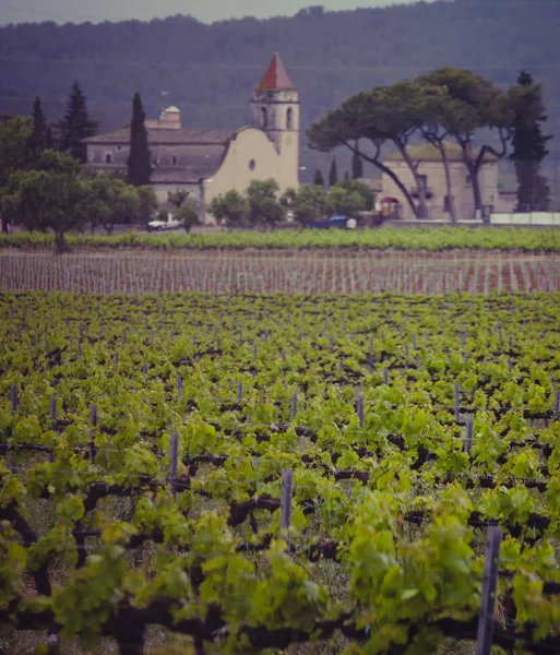 Paysage avec vignobles, Espagne — Photo