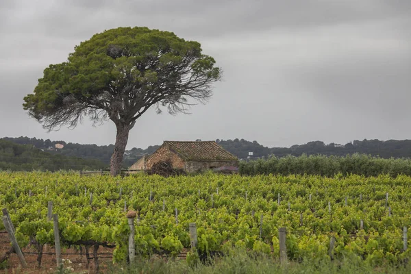 Landschaft mit Weinbergen, Spanien — Stockfoto