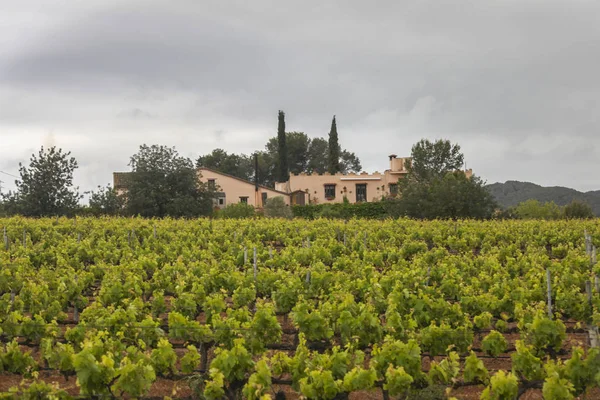 Landschaft mit Weinbergen, Spanien — Stockfoto