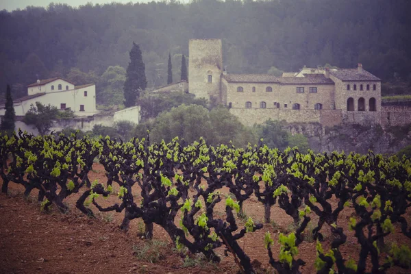 Landschaft mit Weinbergen, Spanien — Stockfoto