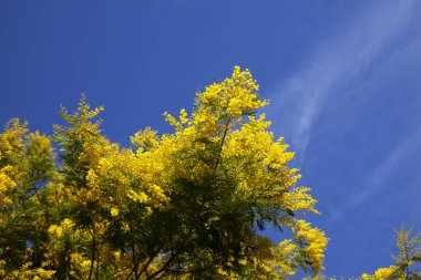 Akasya dealbata çiçek