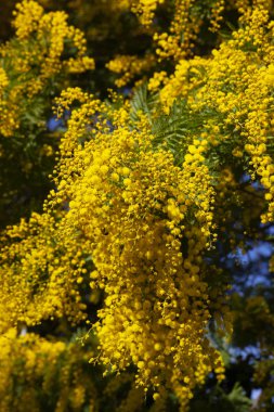 Akasya dealbata çiçek