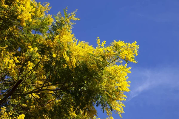 Acacia dealbata flores — Foto de Stock