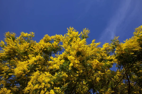 Acacia dealbata flores — Fotografia de Stock