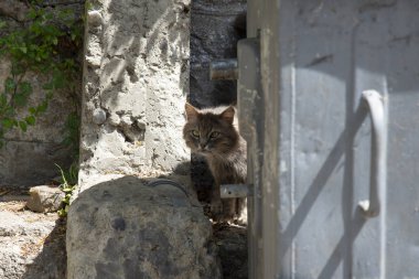 Gurzuf İlçesi sokakta yolda yolunu yitirmek kedi