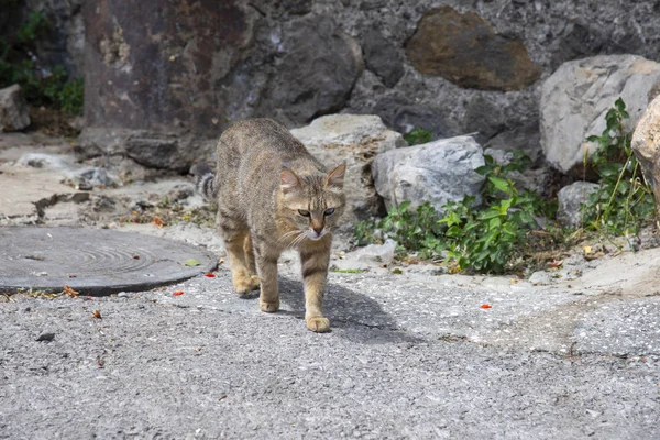 Chat gris sur la route dans la rue de Gurzuf — Photo