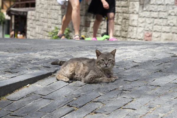 Graue Katze liegt auf der Straße von gurzuf — Stockfoto