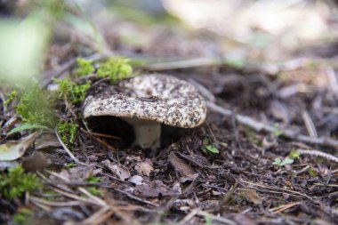 Ormanda mantar, Elbrus bölgesi