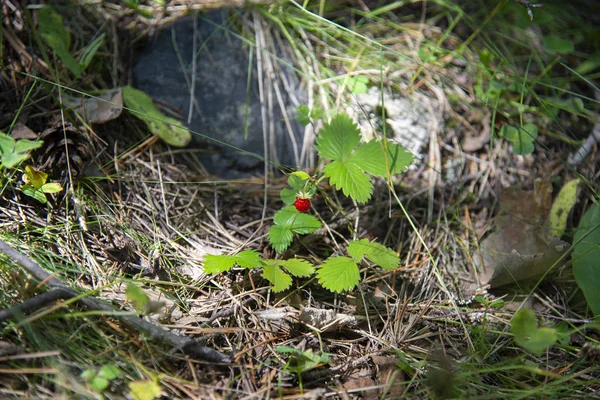 Θάμνος φράουλα στο δάσος, περιοχή Έλμπρους — Φωτογραφία Αρχείου