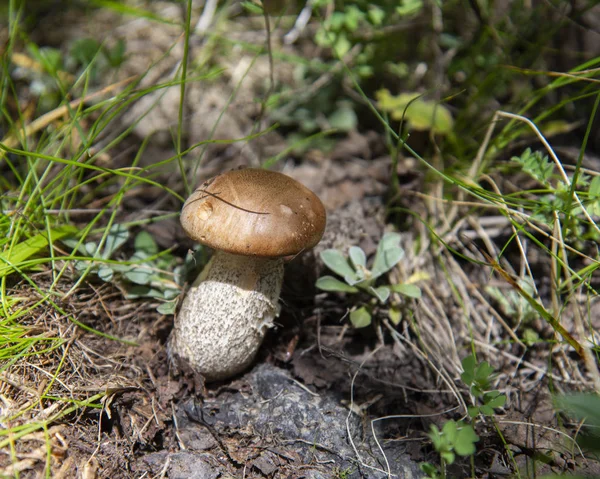 Reife Pilze im Wald, Elbrus-Region — Stockfoto