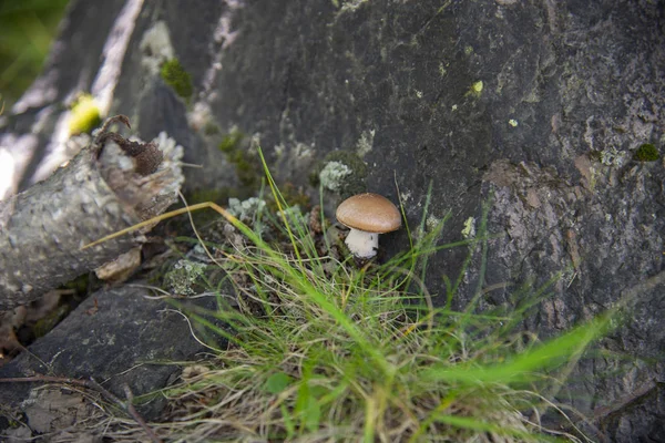 Cogumelo na floresta, região de Elbrus — Fotografia de Stock