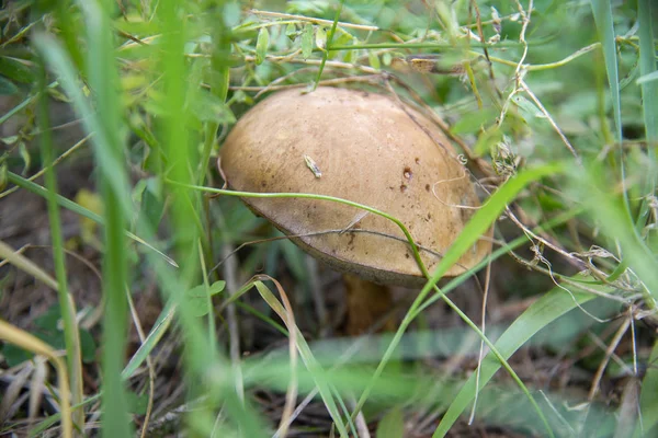 Champignon mûr dans la forêt, région d'Elbrus — Photo