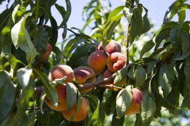 Ağaçtaki şeftaliler