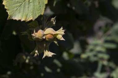 Yaz günü ağaçta fındık