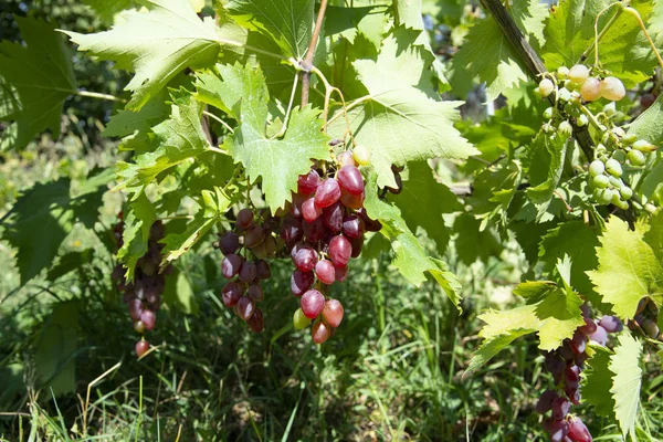 Roze druiven met wijnstokken en bladeren — Stockfoto